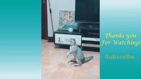 Cute Pets And Funny Animals