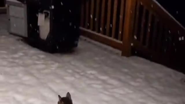 😂Funny Cat in the Snow | Cat catching snow😂 Try not to Laugh!