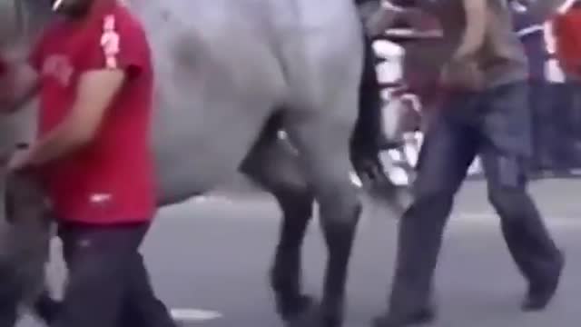 Funny horse kicking man