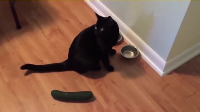 Cats vs Cucumbers - #Shorts Rumble