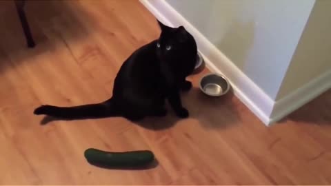 Cats vs Cucumbers - #Shorts Rumble