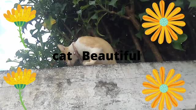 beautiful cat