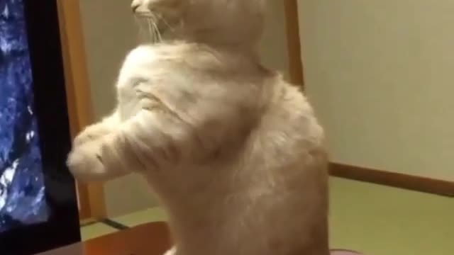 Funny Cat Video | Funny Cat Reactions|Beat Cats Videos