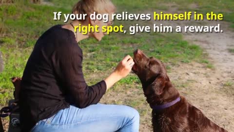 How to Train Dog to Poop One Place