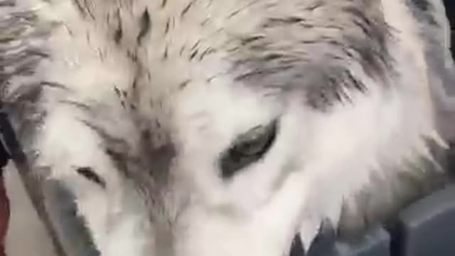 Ecco COSA SUCCEDE quando un HUSKY fa il BAGNETTO🫢🐺🙈 #dog #cane #dogs #husky #puppy