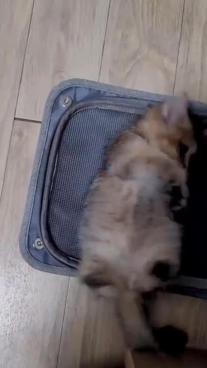 4.cute cat and funny cat shorts❤❤