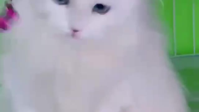 Cute cats