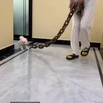 The World Smallest Dog 🐕