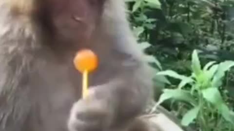 Cute monkey video