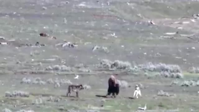 Mother bison protect 5m wolves