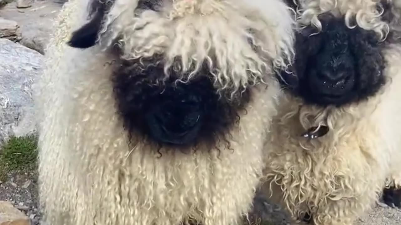 Cute cute sheep🐑 animal 🥰❤️