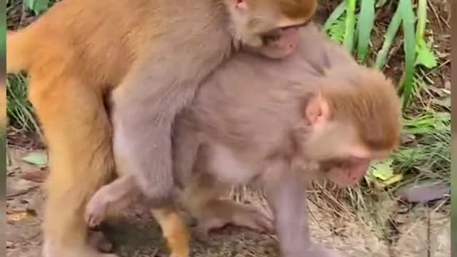 animal best monkey funny video two monkey very love funny video