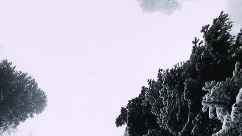 Low Angle Shot of Trees During Winter