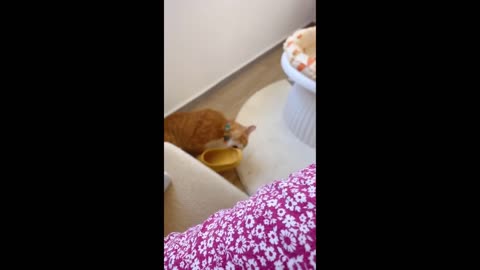 Fanny cute animals videos