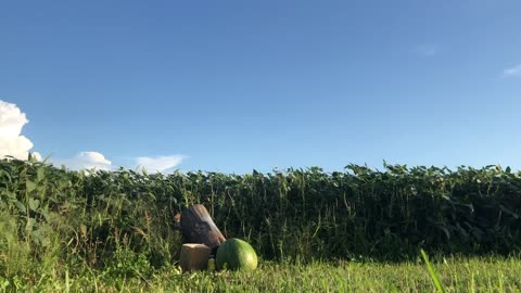 AR15 Pistol Shooting Watermelon