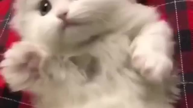 Small cat