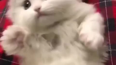 Small cat