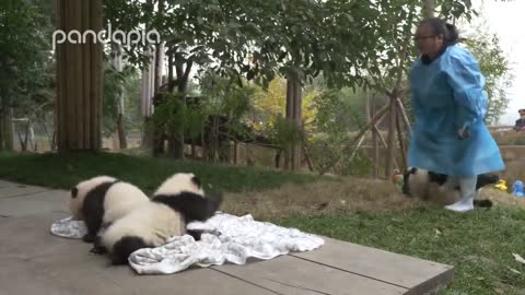 Pandas and their Nanny