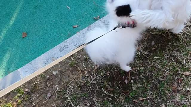 puppy playing with a friend