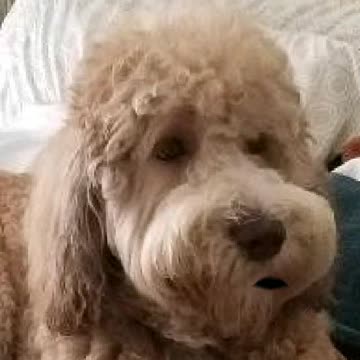 HARRY & PRISSY POT THE CAT