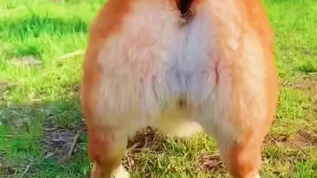 TRY NOT TO LAUGH: CUTEST DOGS TWERKING