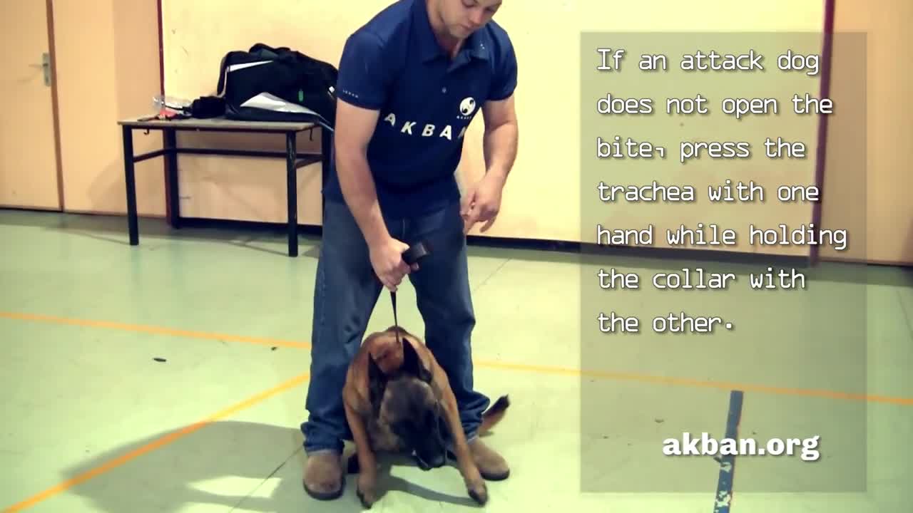 How to stop an attacking dog assault from biting a victim