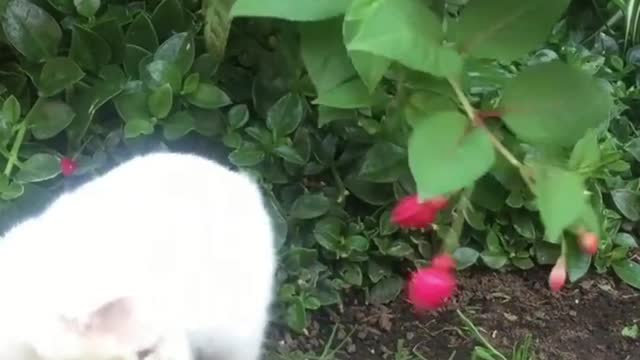 Cats play in the garden funny video #18