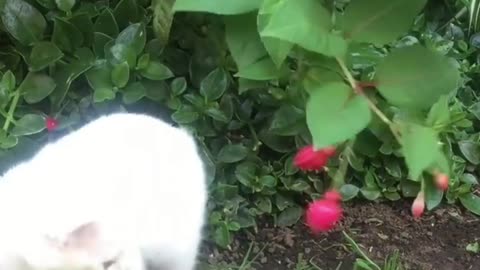 Cats play in the garden funny video #18