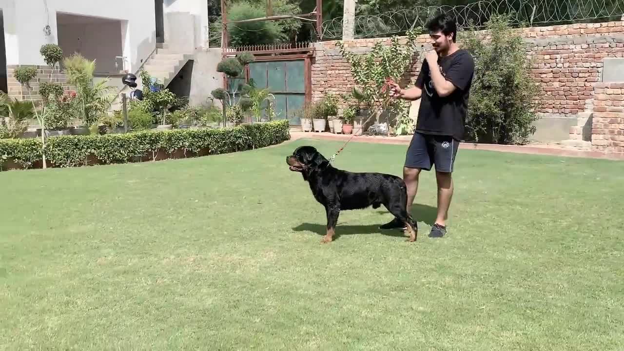 How to train your dog to be a champion show dog!