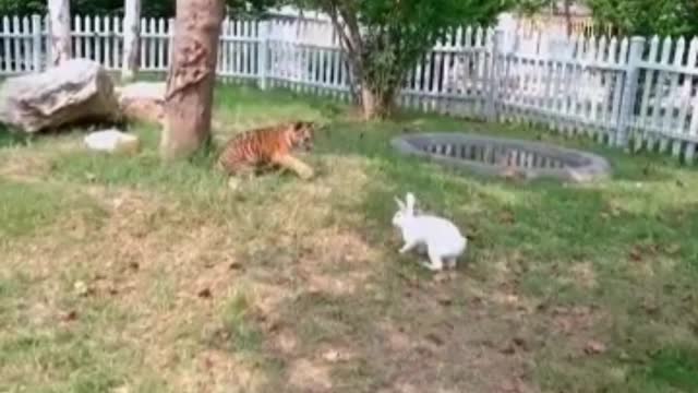 tiger and rabbit fighting