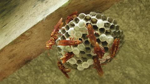 look who appeared at home,wasps! runs!! runs!!