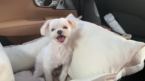 The puppy is moving in a car