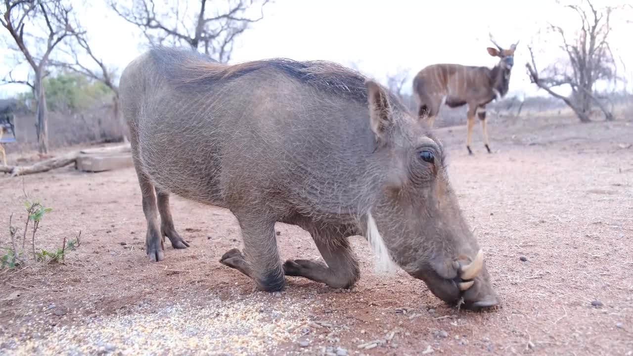 Warthog eating with deer in behind