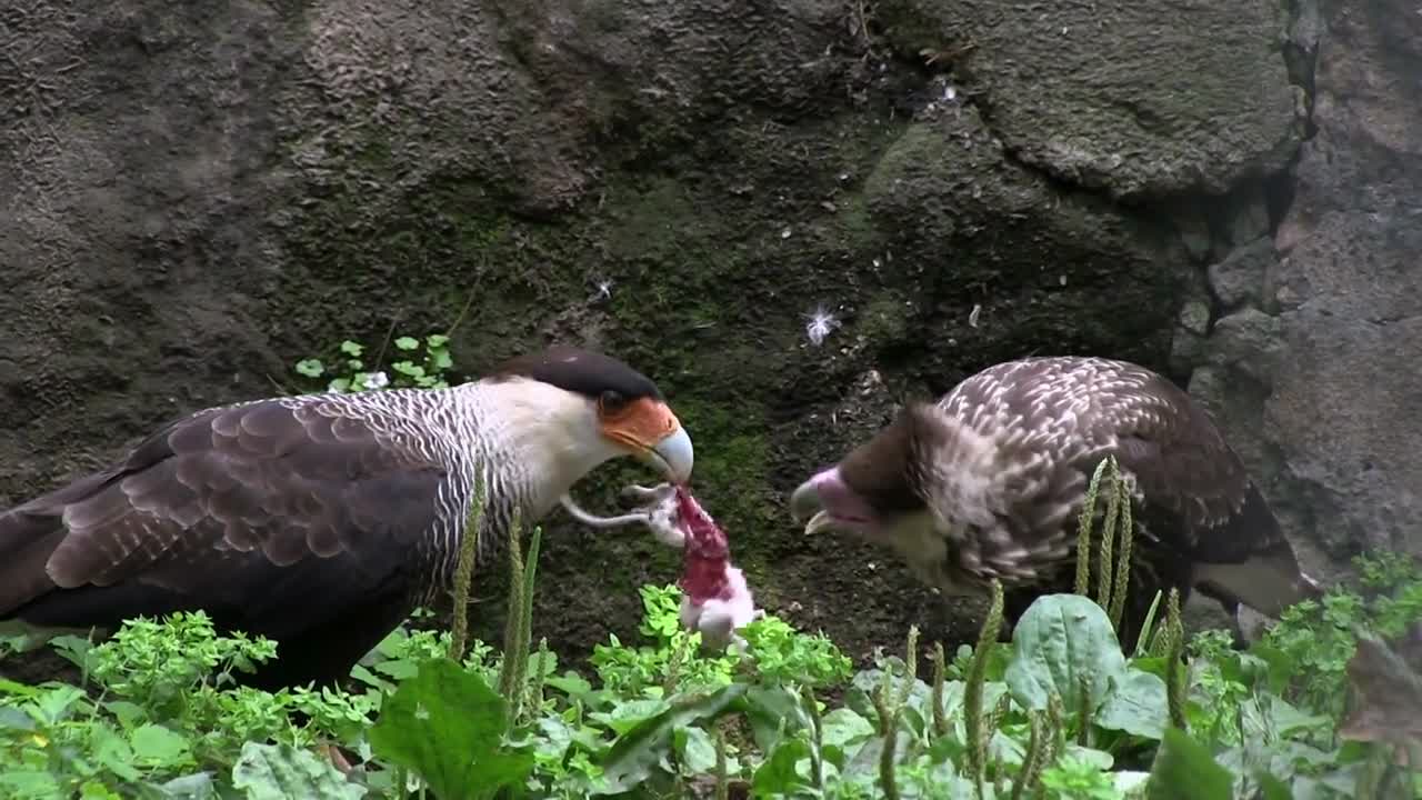 Crested Caracara birds eating mouse