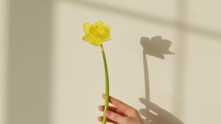 A Person Holding Yellow Narcissus Flower