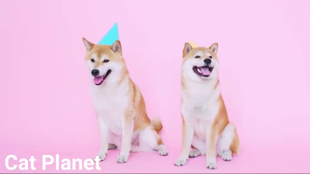 very interesting video Baby cute doge