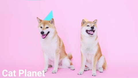 very interesting video Baby cute doge