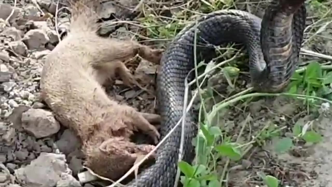 Mongoose ane cobra fight must watch