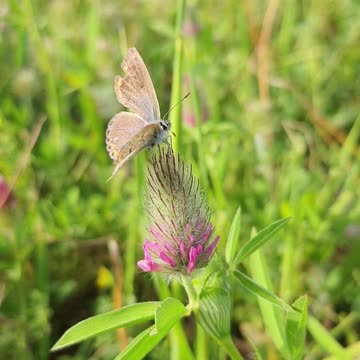 Close-Up View of Butterfly on a Plant