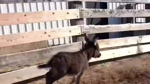 fighting and dancing animal