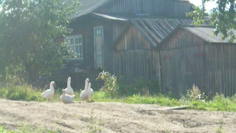 Geese walks on the street