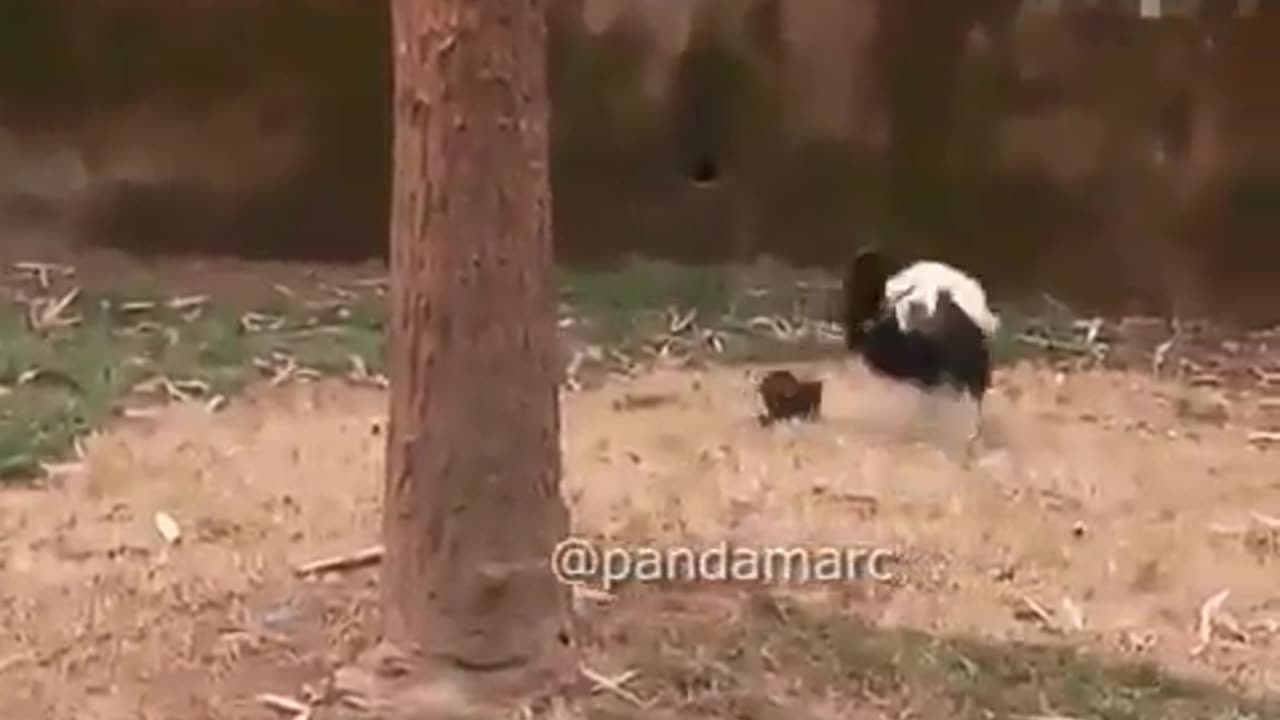 Panda fell from the tree