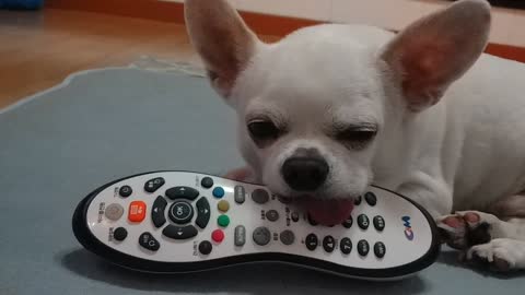 A puppy that won't let me watch other channels