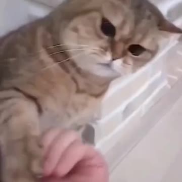 Cats are playing karate with people