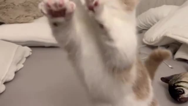 Learn the wisdom of a cat, even if you only have a little,