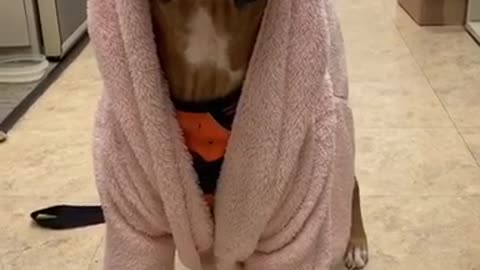 Comfy puppy