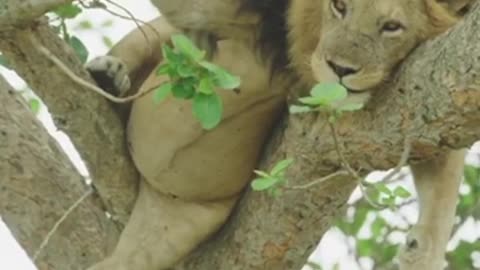 Male lion pee above tree video