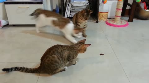 當貓發現蟑螂的趣味(When cats find the fun of cockroaches)