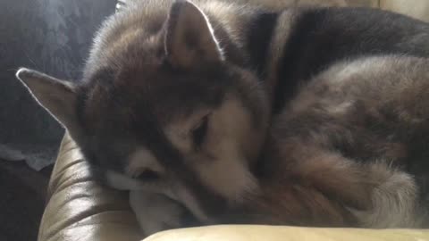 Snoring malamute