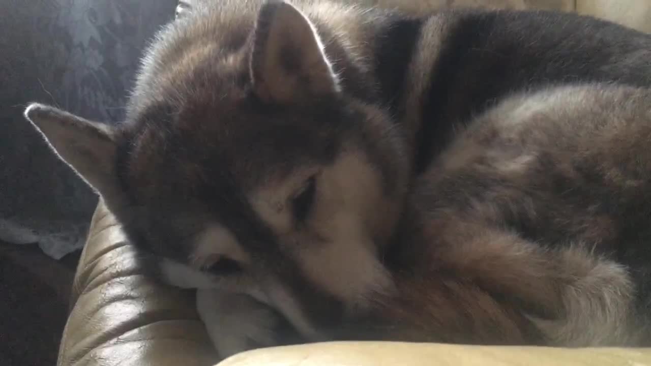 Snoring malamute